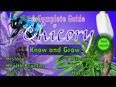 Chicory | Cichorium intybus| Health Benefits| Uses | History | Growing | Harvest