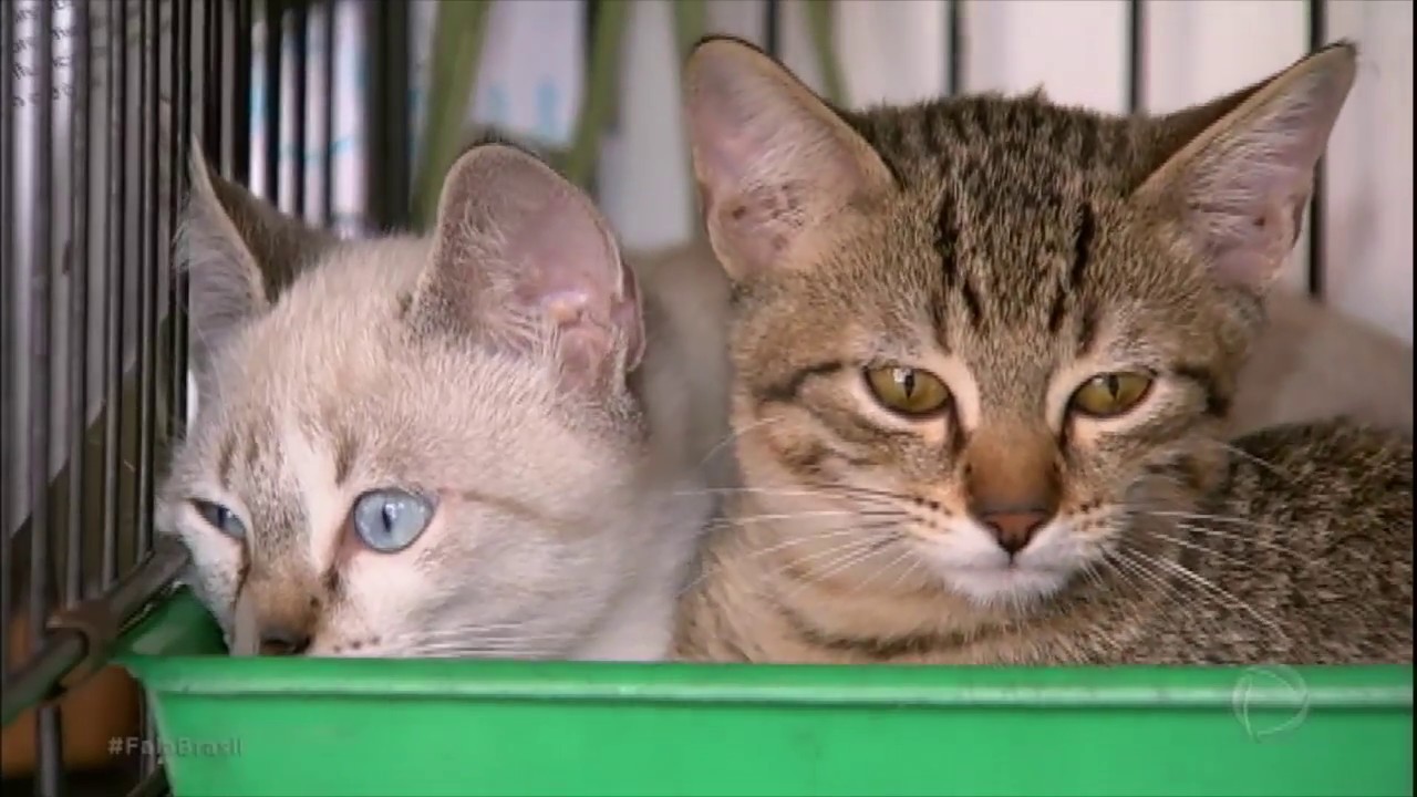 Conheça a esporotricose, doença que afeta gatos e pode ser transmitida a humanos