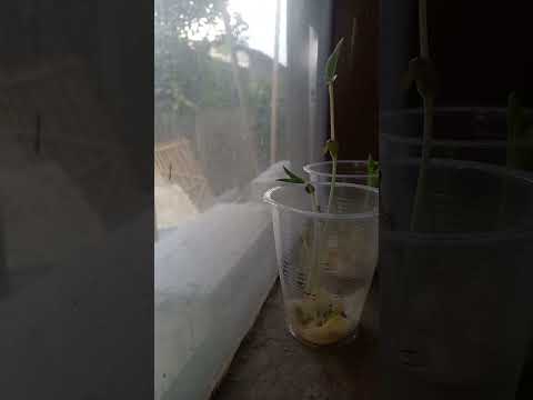Mung Bean and Corn 1 Hour Timelapse
