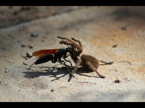 araña se come a un insecto