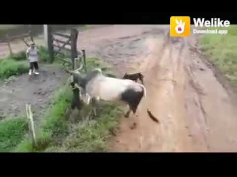 Best Bowl and Dog fight scene ll very funny fight