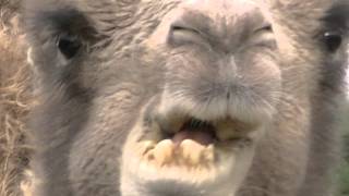 preview picture of video 'Camel @ Knowsley Safari Park'