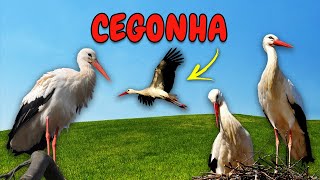 Som dos Animais  Som de Cegonha
