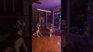 Great Danes Christmas #greatdane #christmas #holiday #dog #shorts #bigdog