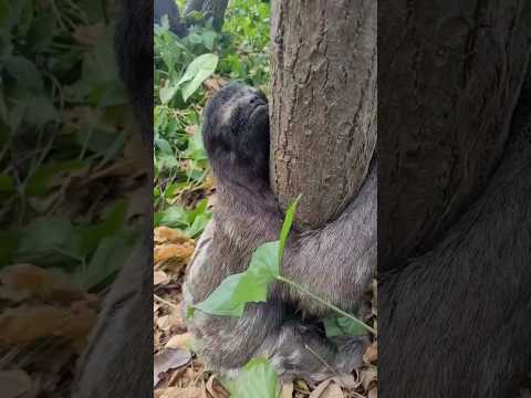 🦥🦥🦥🦥  Ahhhh mas que preguiça boa, my friend