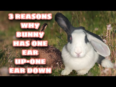 , title : 'Bunny One Ear Up, One Ear Down Floppy-Eared Bunnies.