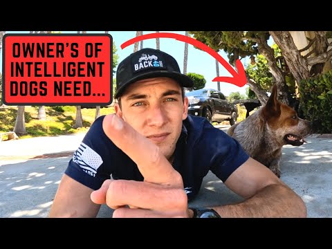 5 Easy Ways to Mentally Stimulate A Herding or High IQ Dog