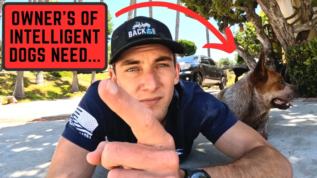 5 Easy Ways to Mentally Stimulate A Herding or High IQ Dog