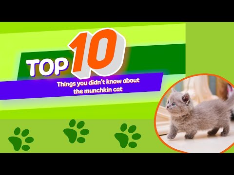 10 Things You Didn't Know About The Munchkin Cat