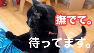 撫でてほしい黒猫キキ、最後はダンボールで幸せそうに眠る