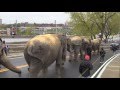 Elephants parading through Providence? The circus ...
