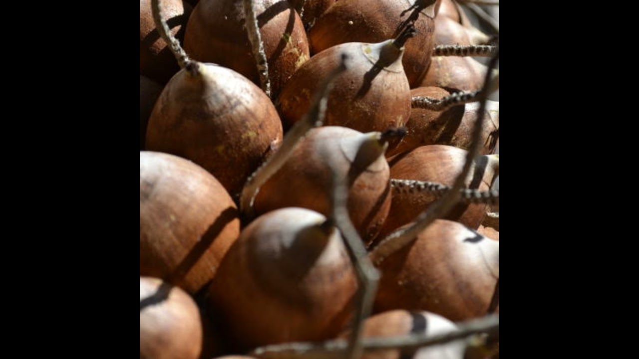 Podcast Prosa Rural - Babaçu - Utilização da torta de babaçu na produção de carne de caprinos mai...