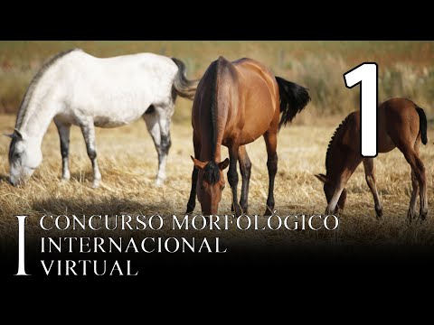 I Concurso Morfológico Internacional Virtual (Jornada 1)