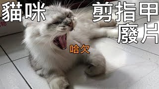 貓咪剪指甲 the video for Cat cut nails