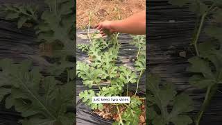 Download lagu When pruning the watermelon for the secondtime #shorts #plantingtips mp3