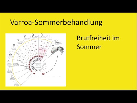Brutfreie Varroabehandlung im Sommer