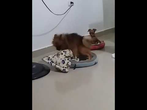 JAMÁS VISTO EN ESTE PLANETA