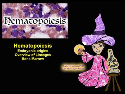 Hematopoiesis: Origins, Lineages, and Bone Marrow [CC]
