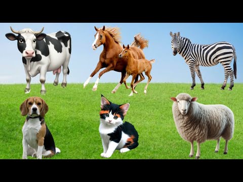 Farm Animals: Ducks, Buffalo, Dog,Sheep, Cow, Elephant, Horse, Chicken, Cat, Pig – Animal Video
