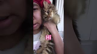 Super smart kitten 🐈#catlover #cutecat #catsoftiktok #funny #funnyvideo #cat  #pets #cute #animals