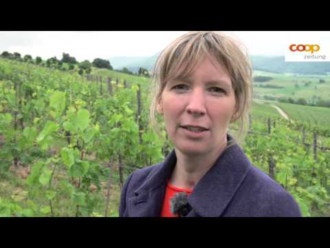 Brittas Weinlatein: Ist Biowein besser?