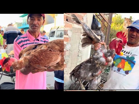Feira de galinha de João Alfredo Pernambuco 