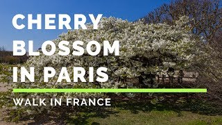 Cheery blossom in botanical garden in Paris - Flor