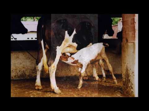 Sri Caitanya-caritamrta, Adi 01 Purports - The Spiritual Masters