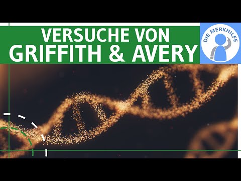 Versuche von Griffith & Avery - Entdeckung der DNA - Experiment Durchführung, Erklärung & Ergebnisse