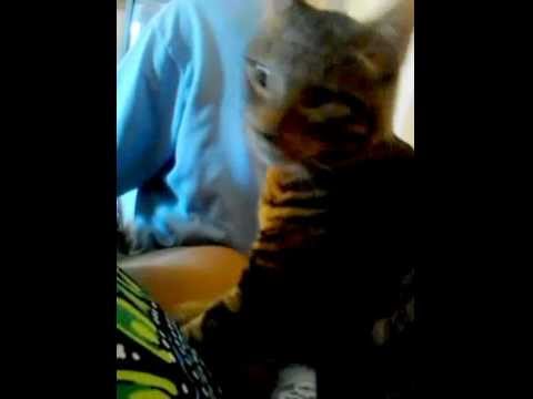 Tiger the cat who gives massages