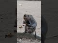Poorest Baby Seth #Babymonkey #seth
