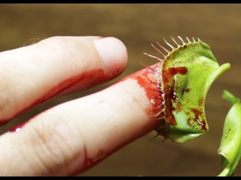 Hungry flower bit my finger