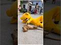 Teddy With Dog Mrcrazy Teddycomedy Funnyshorts