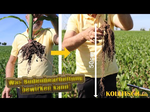 7 Wochen nach der Aussaat - Feldvergleich Teil 3