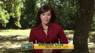 Gluten Free Diet - Agriculture 101: America's Heartland
