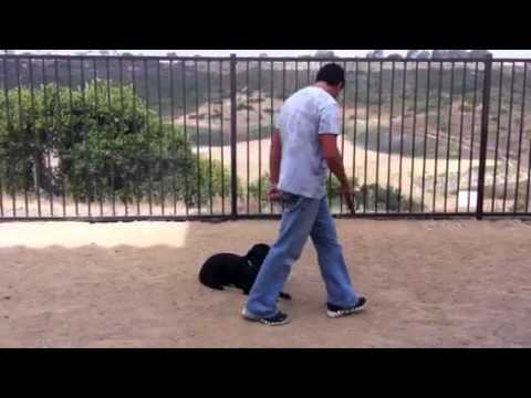 Duke Dog Training / Coaching video.