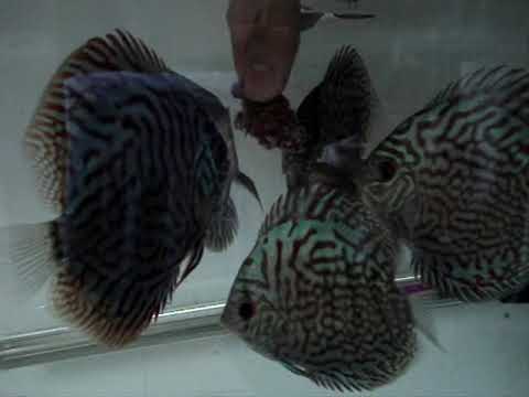 How to make a Beefheart mix formulation for Discus fish
