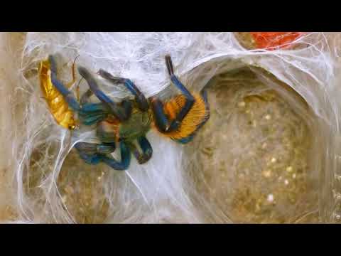 Chromatopelma Cyanopubescenes, 1.75" juvie feeding, 10/03/2021