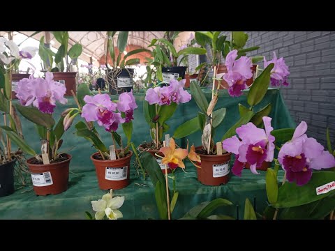 FESTA DAS ORQUÍDEAS 2026- MARIPÁ - PR 