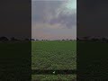 Status Soybean Plant Sorts