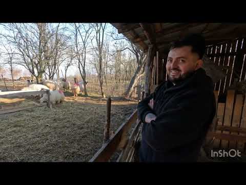 CIOBĂNIE LA ÎNCEPUT DE DRUM -OILE BREZE A LUI IONUȚ PĂDUREAN DIN CĂTUNUL BERC -SĂLAJ -2025