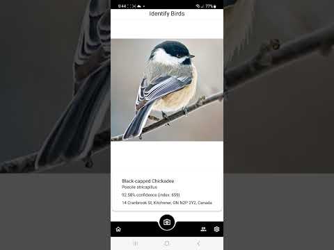 Birds Eye: Bird Identification