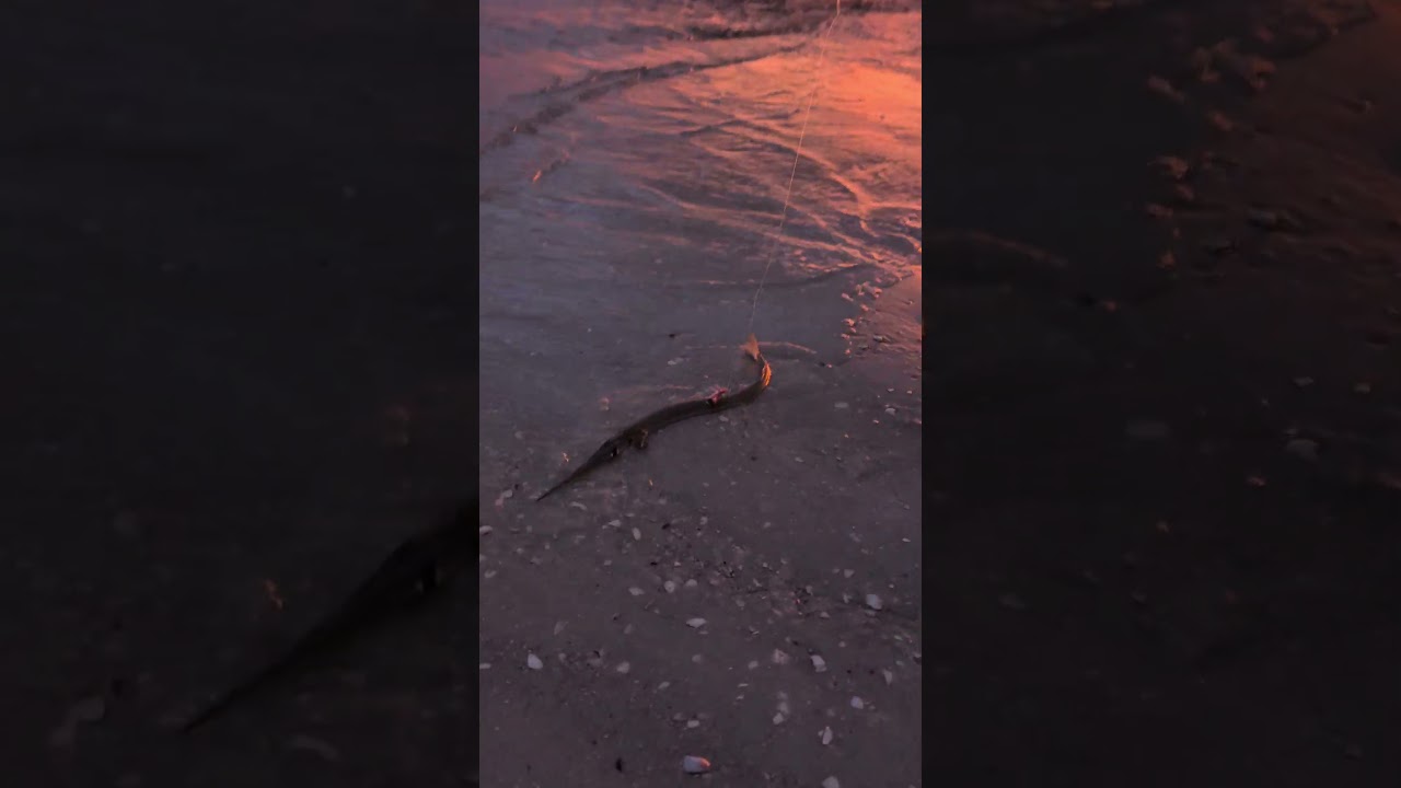 Fly Fishing Beautiful Sunset #florida #fishing  #flyfishing