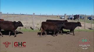 15 Terneras de 205 kg - Grupo de Hacienda Cooperativo - Plaza Ganadera