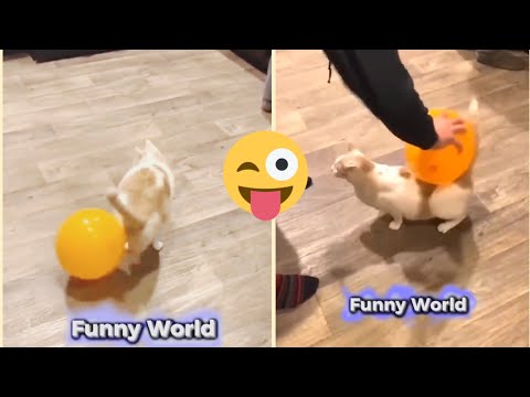 Funnyworld |Funnyvideo| viralvideo | growth |