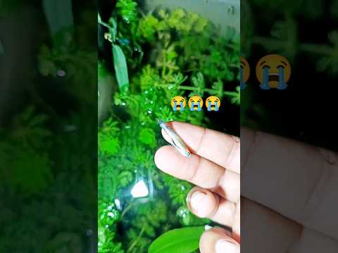 Buddy Bye bye RIP 🙏🥹🥹🥹 ❤️ #aqurium #guppyfish #pets #petfish #guppi #fish #daylivlog