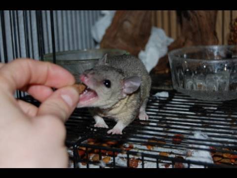 Opos krátkochvostý sivý (Monodelphis domestica) — video o chove a starostlivosti