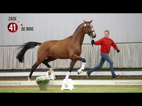 Westf. Hauptkörung Reitpferdehengste 2020: 41 Zack - De Niro Florestan I