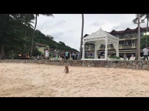 Disable Street dog on Phuket beach