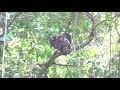 Spot Bellied Eagle Owl BR Hills